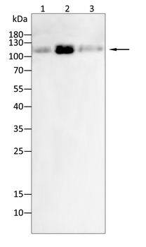 NES Antibody