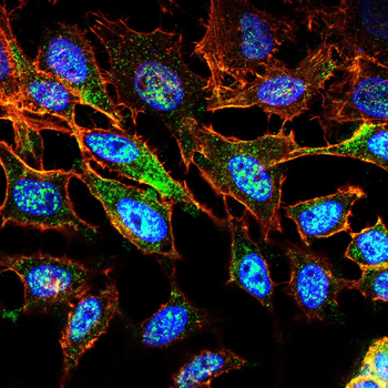 PAX8 Antibody