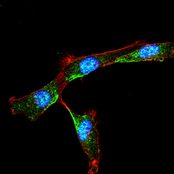 CD81 Antibody