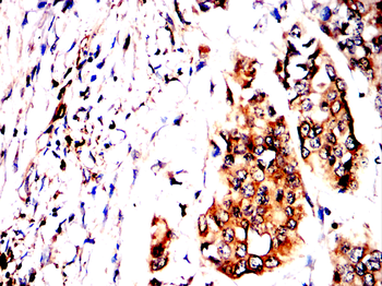 CD81 Antibody