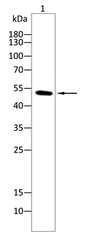 GSDMD Antibody