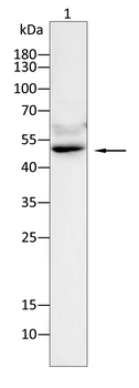 GSDMD Antibody