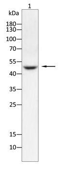 GPR132 Antibody