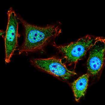 PARP1 Antibody