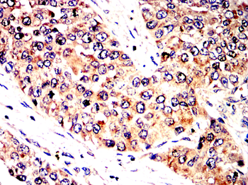 FAP Antibody