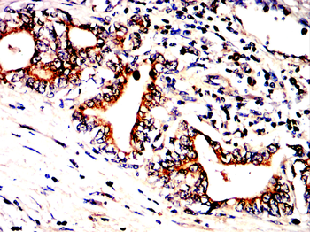 FAP Antibody