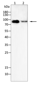 FAP Antibody