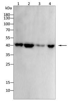 MAPK14 Antibody