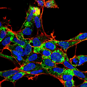 MAPK14 Antibody