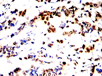 MAPK14 Antibody