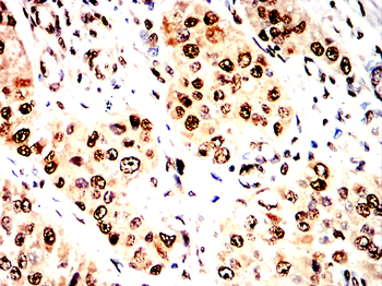 MAPK14 Antibody