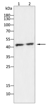CALB2 Antibody