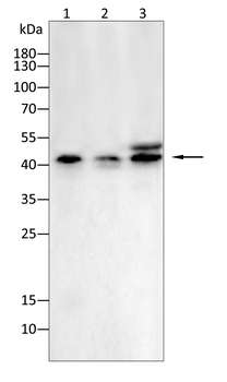 TP53 Antibody