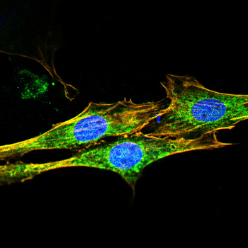 IRF1 Antibody