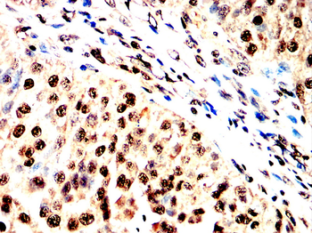 IRF1 Antibody
