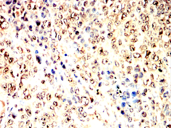 IRF1 Antibody