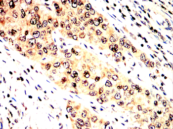 IRF1 Antibody