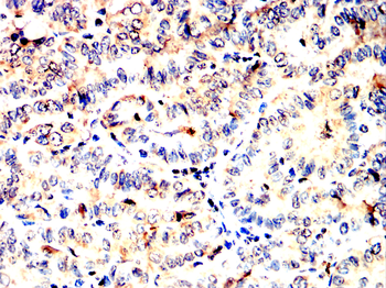 IRF1 Antibody