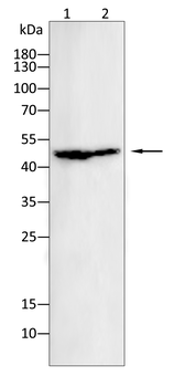IRF1 Antibody