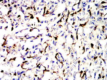 AIF1 Antibody