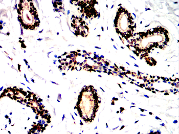 AIF1 Antibody