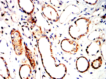AIF1 Antibody