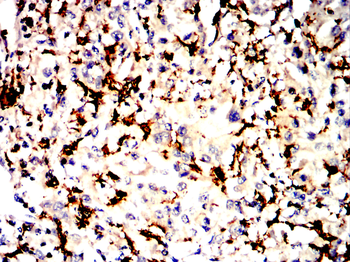 AIF1 Antibody