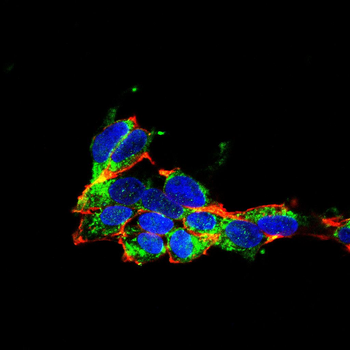 CYCS Antibody