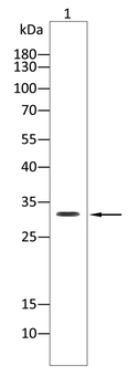 VDAC1 Antibody