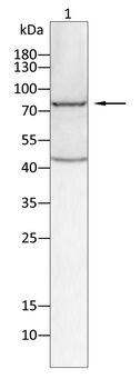 MUC1 Antibody