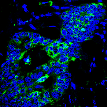 MUC1 Antibody