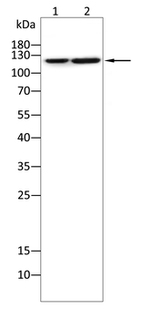 MUC1 Antibody