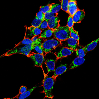 CD274 Antibody