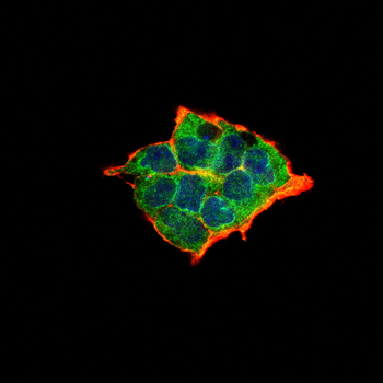 CR2 Antibody