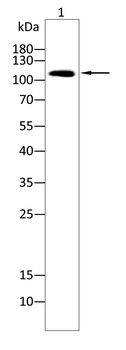 CR2 Antibody
