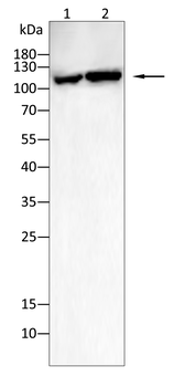CR2 Antibody