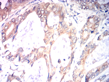 CCND3 Antibody