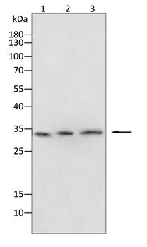 CCND3 Antibody
