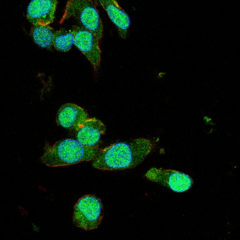 NCOR1 Antibody