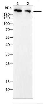 NCOR1 Antibody