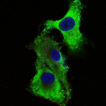 CDH2 Antibody