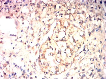 CDH2 Antibody