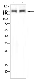 CDH2 Antibody