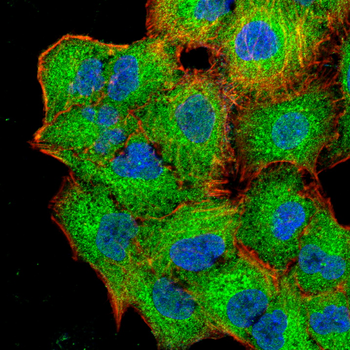CDKN2A Antibody
