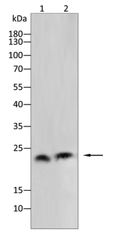CDKN2A Antibody