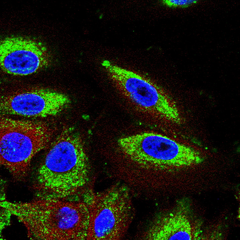 SERPINE1 Antibody