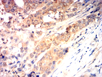SERPINE1 Antibody