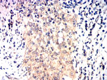 SERPINE1 Antibody