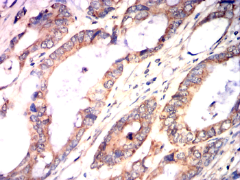 SERPINE1 Antibody