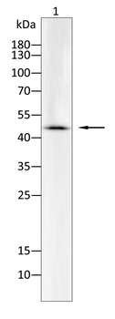 SERPINE1 Antibody